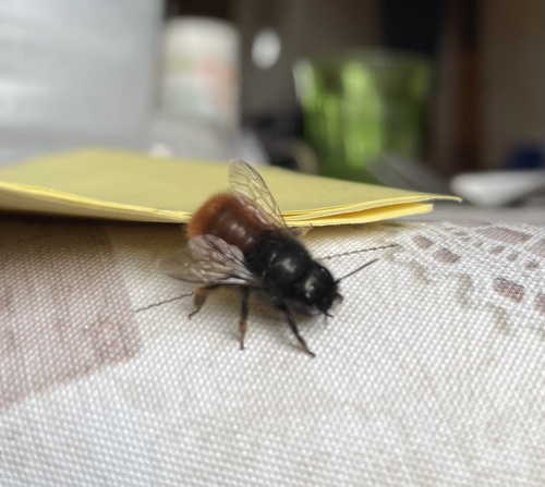 European Orchard Bee