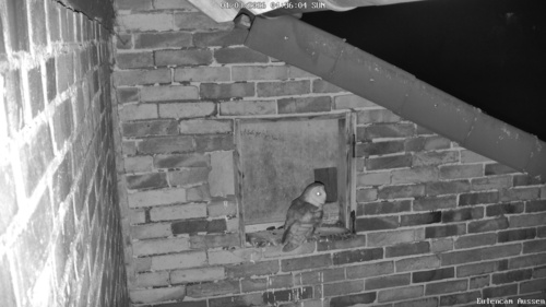 Schleiereule observed by stefan76