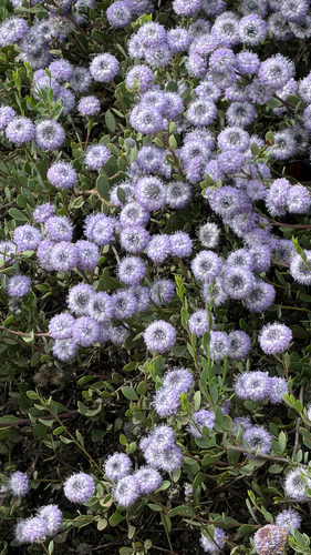 Shrubby Globularia