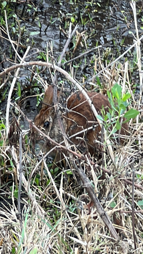 Marsh Rabbit observed by thomasc1981