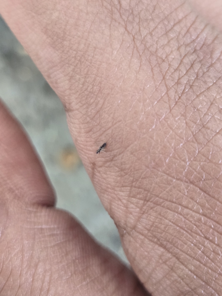 Scarborough Insect Winged and Once-winged Insects from Scarborough, ON M1B 4S3, Canada on ...
