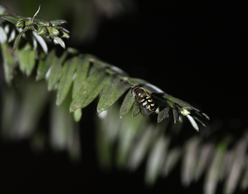 Unknown species found near Monterey County, CA, USA