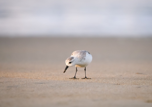 Sanderling (Calidris alba)
