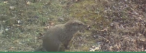 Groundhog observed by jennypansing