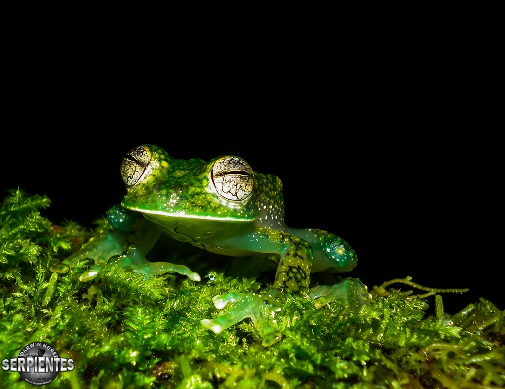 Charapita Glassfrog