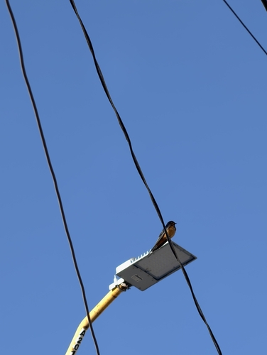 Barn Swallow observed by luisreyess