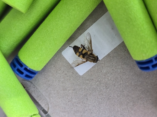 Unknown species found near Georgetown, TX 78626, USA