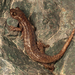 Mount Lyell Salamander - Photo (c) Paul Maier, all rights reserved, uploaded by Paul Maier