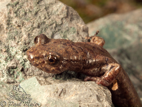 Mount Lyell Salamander