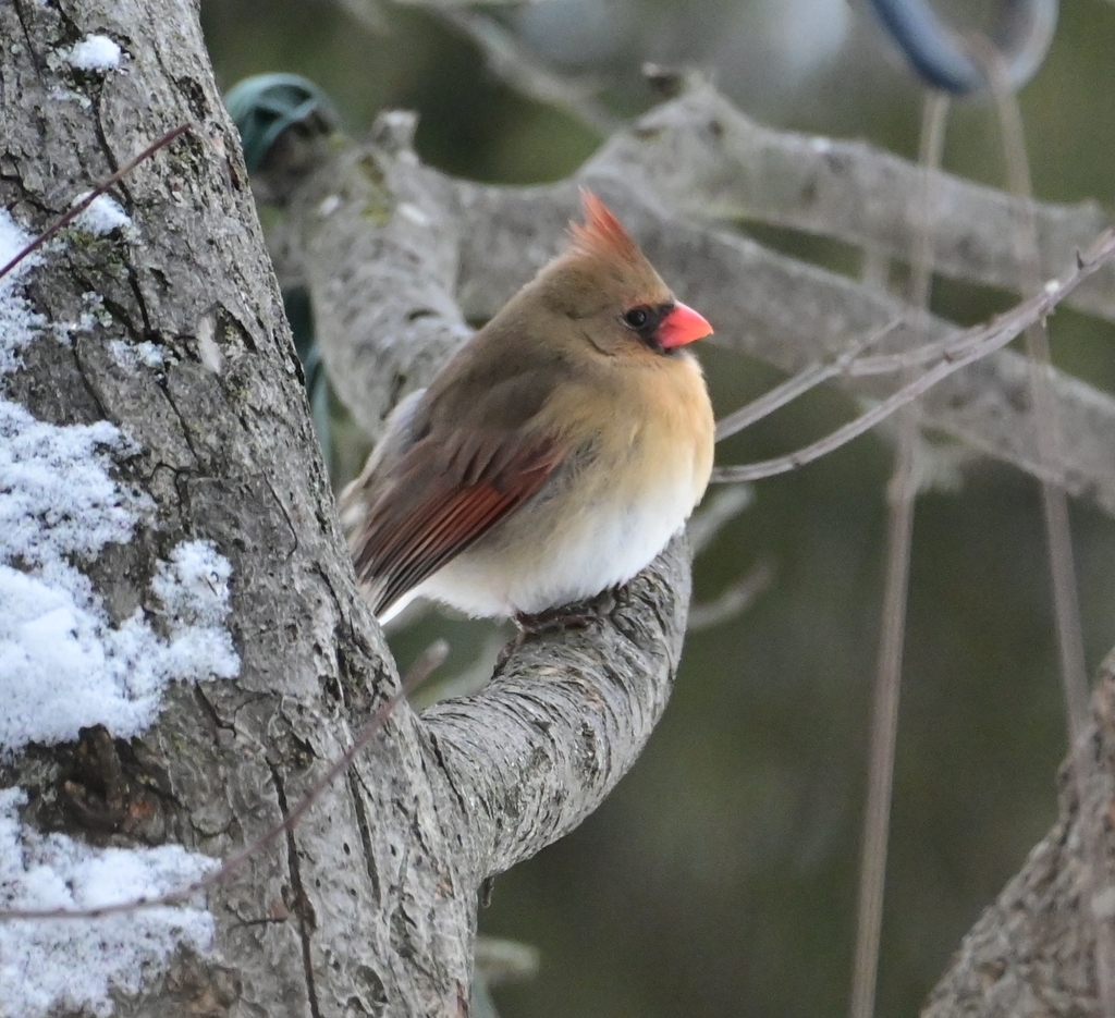 February Cardinal Northern Cardinal from Evendale, OH, USA on February 4, 2026 at 12:05 ...