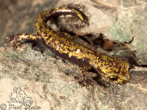 Mount Lyell Salamander
