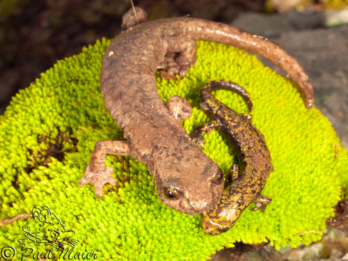 Mount Lyell Salamander