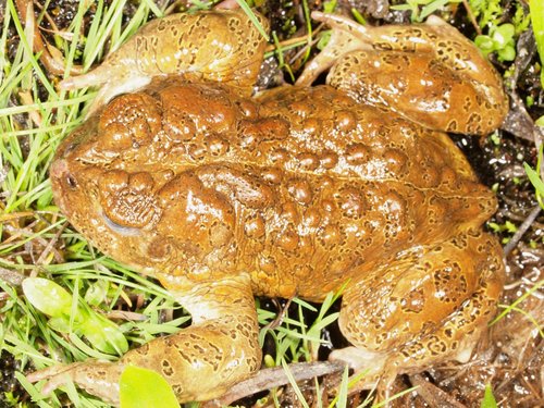 iNaturalist observation photo of Yosemite Toad