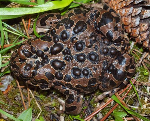 Yosemite Toad