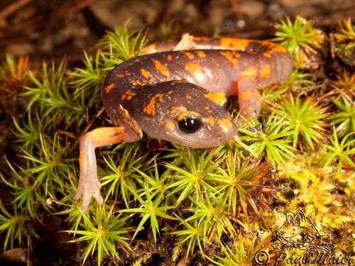 iNaturalist observation photo of Sierra Nevada Ensatina