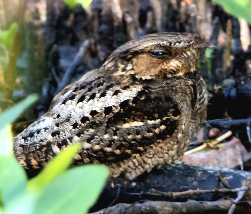 Chuck-will's-widow observed by deepindigoblue