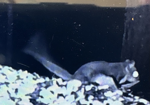 Southern Flying Squirrel observed by terrapinswamper