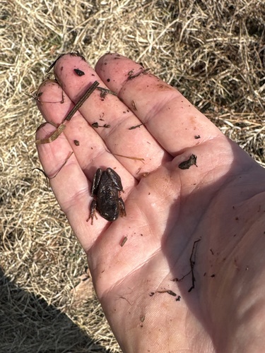 Spring Peeper observed by asquithcm