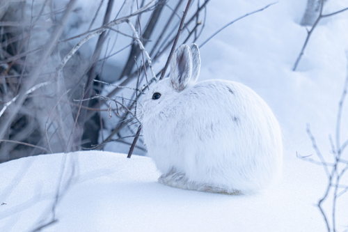 Snowshoe Hare observed by chasing_raptors