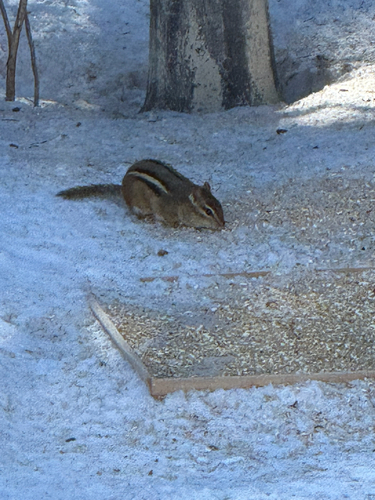 Eastern Chipmunk observed by sharronskevington