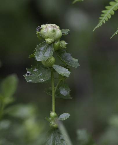 Unknown species found near Monterey County, CA, USA