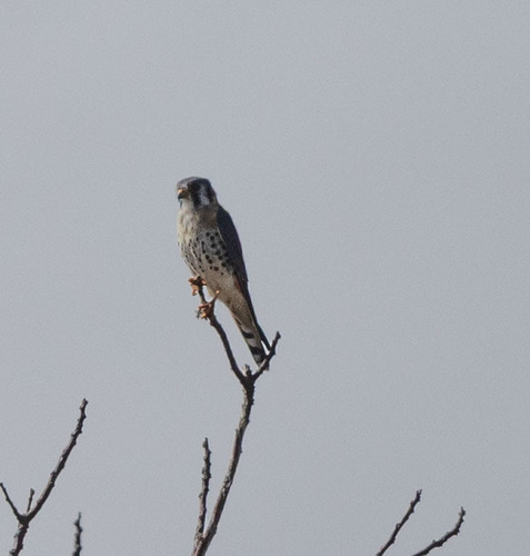 American Kestrel observed by lynn258