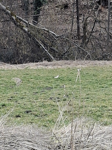 Eurasian Stoat observed by addila