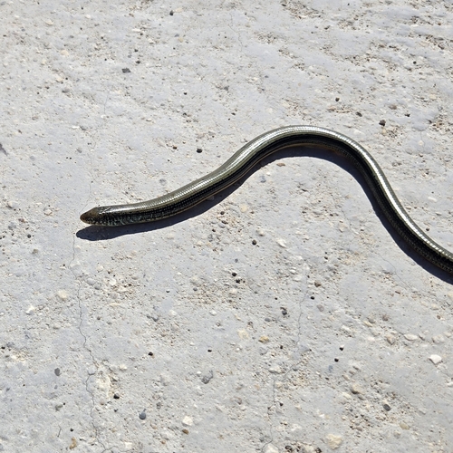 Eastern Glass Lizard observed by ji63