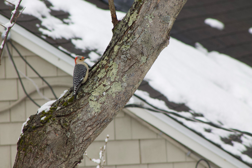 Red-bellied Woodpecker observed by seainin