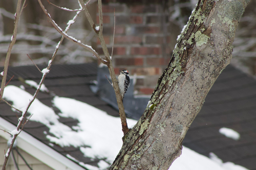 Downy Woodpecker observed by seainin