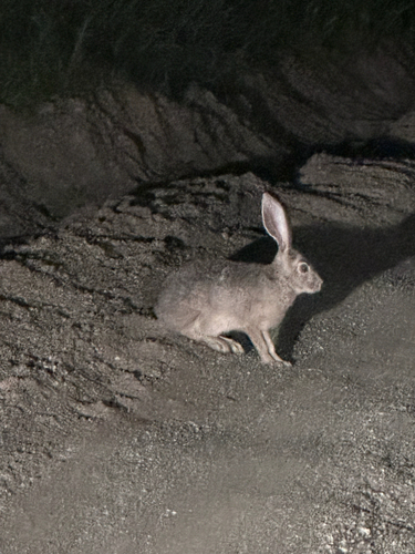 Black-tailed Jackrabbit observed by fanny4nature06