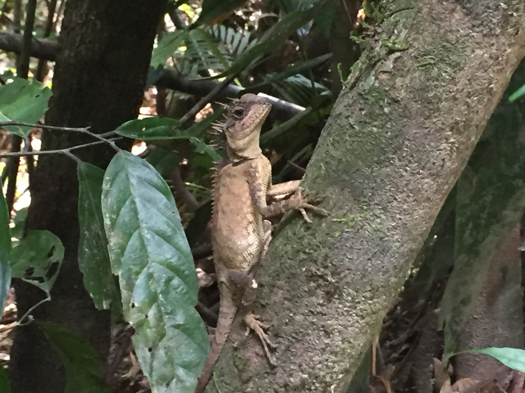 Scale-bellied Tree Lizard from Nong Bua Rawe District, Chaiyaphum, TH ...