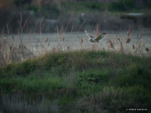 Βαλτόμπουφος observed by chris_sakalis