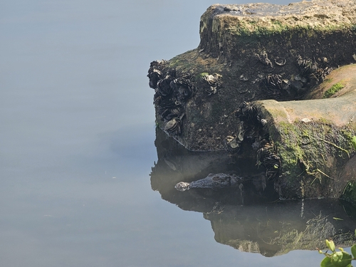 American Crocodile observed by skenny10