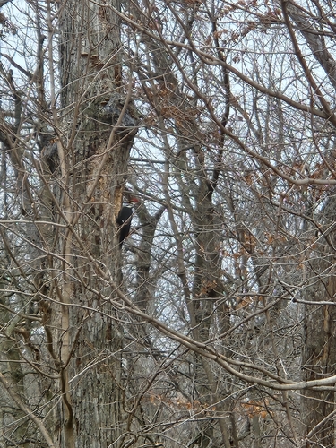 Pileated Woodpecker observed by cowboyroe