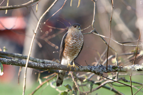 Sharp-shinned Hawk observed by bkeller