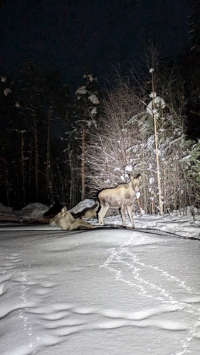 Moose observed by tomaswijk