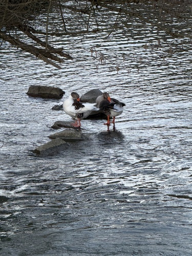 灰雁 observed by helios-