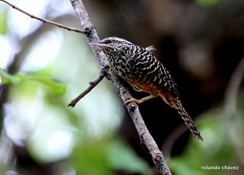 Band-backed Wren