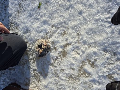 necture tacheté observed by andre680