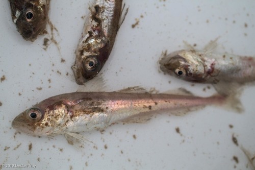 Arctic Cod