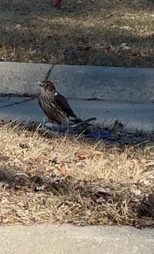 Merlin observed by jaclynmcorto