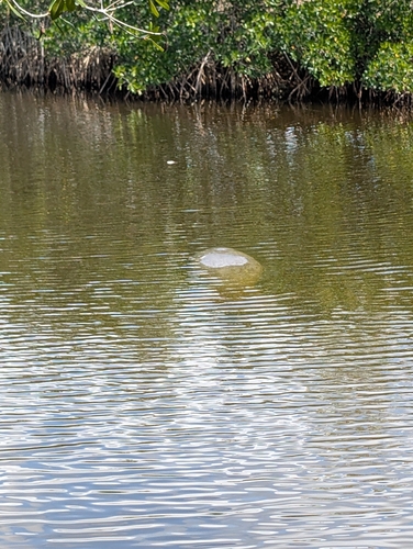 West Indian Manatee observed by aaron_g14