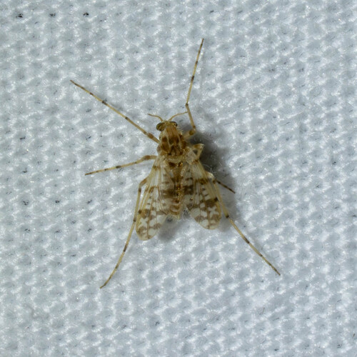Unknown species found near Meadow Creek Dr, Austin, TX, USA