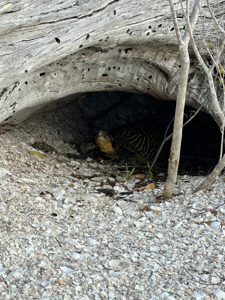 Florida Box Turtle in March 2026 by Henry. Found using gopher tortoise ...
