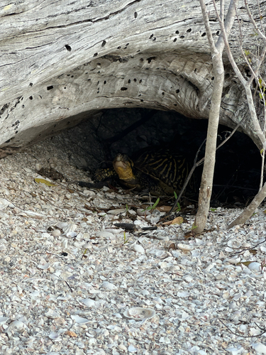 Florida Box Turtle observed by henry_cm