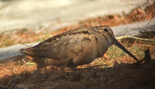 American Woodcock observed by danielrusso