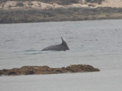 Common Bottlenose Dolphin observed by nikmilek
