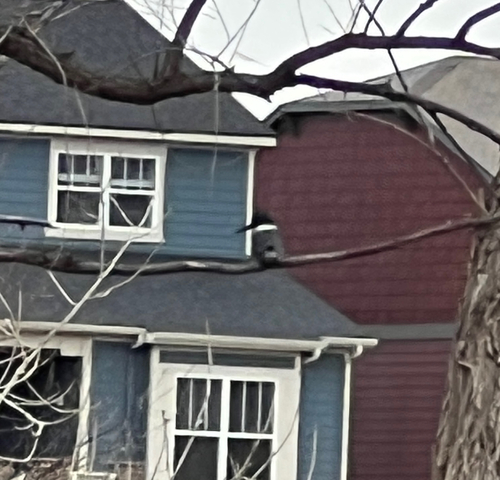 Belted Kingfisher observed by kathykirby1