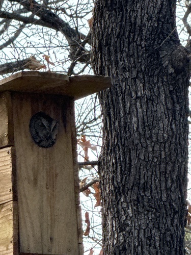 Eastern Screech-Owl observed by janlapine